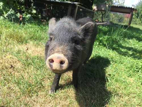 Pepina