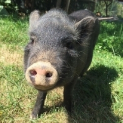 Pepina