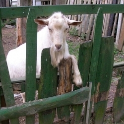 Koza
