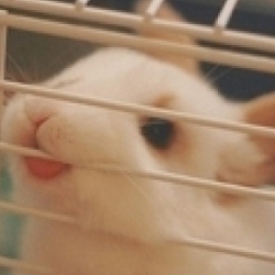 Korunka